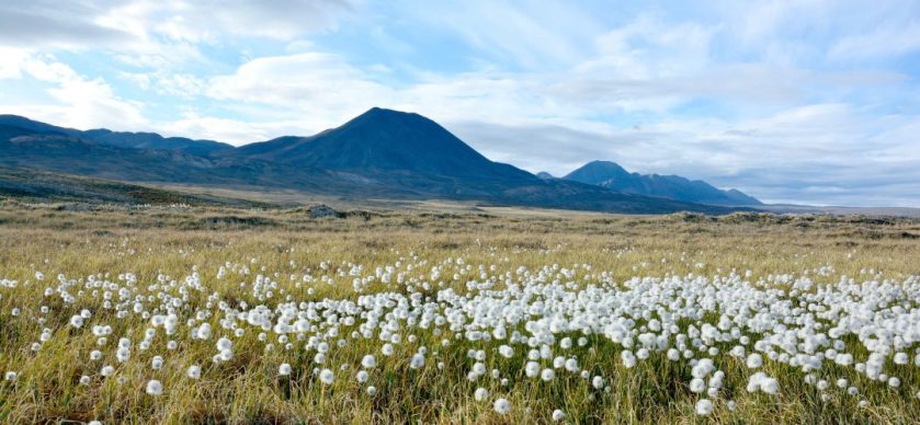 Landscape with white flowers in the foreground and dark mountains in the background